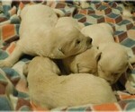 Small Photo #1 Golden Retriever Puppy For Sale in IDAHO SPRINGS, CO, USA