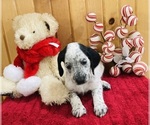 Small Photo #6 Dalmadoodle Puppy For Sale in TRENTON, MO, USA