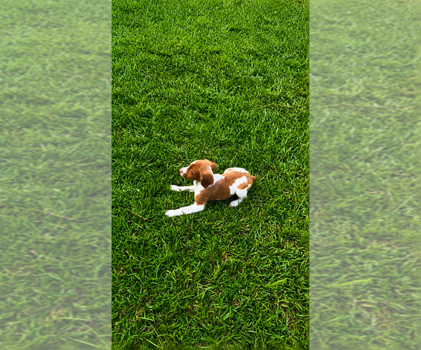 Medium Photo #5 Brittany Puppy For Sale in ORRUM, NC, USA