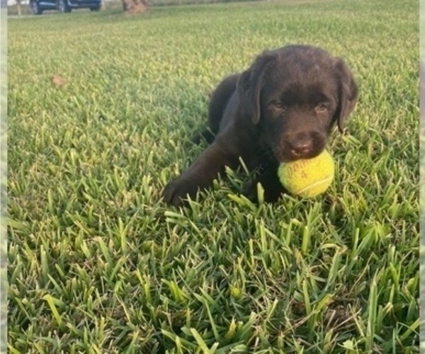 Medium Photo #3 Labrador Retriever Puppy For Sale in FORT PIERCE, FL, USA