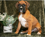 Puppy Tango Boxer