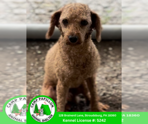 Poodle (Miniature) Dogs for adoption in Stroudsburg, PA, USA