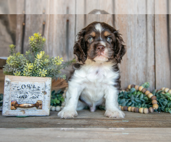 Medium Photo #1 Cocker Spaniel Puppy For Sale in BALTIC, OH, USA