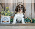 Puppy Harvey Cocker Spaniel