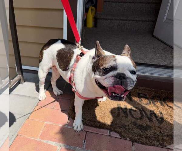 Medium Photo #2 French Bulldog Puppy For Sale in Dumont, NJ, USA