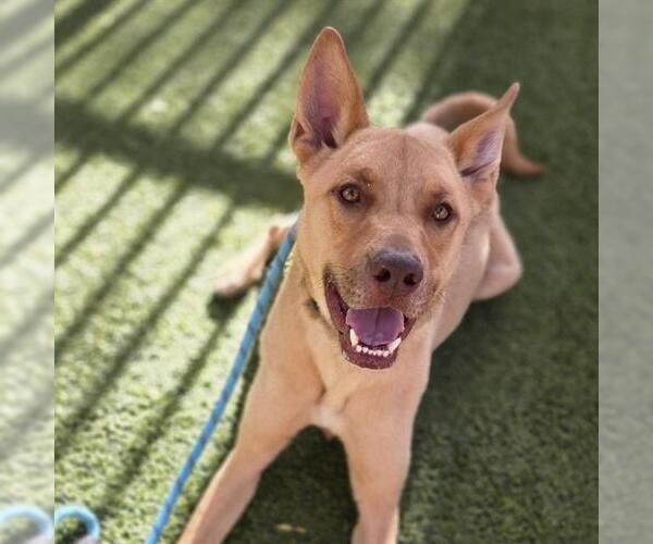 Medium Photo #2 Mutt Puppy For Sale in Las Vegas, NV, USA