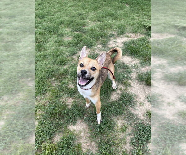 Medium Photo #2 Mutt Puppy For Sale in Evansville, IN, USA