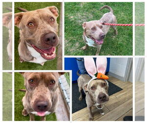 Mutt Dogs for adoption in Rowlett, TX, USA