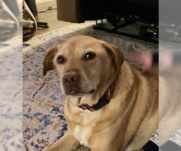 Medium Photo #7 Labrador Retriever-Unknown Mix Puppy For Sale in McKinney, TX, USA