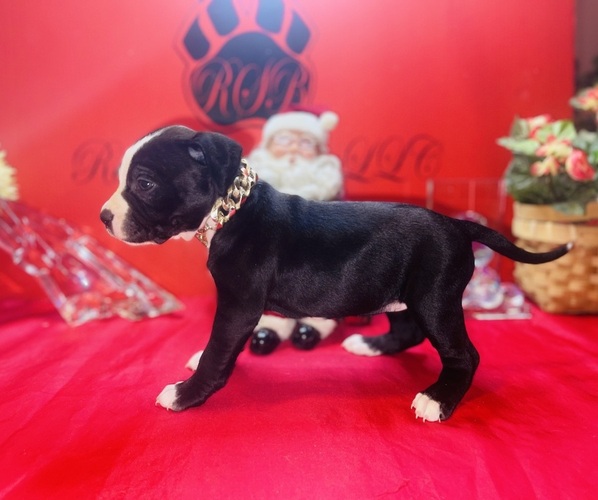 Medium Photo #2 American Pit Bull Terrier Puppy For Sale in TRENTON, NJ, USA