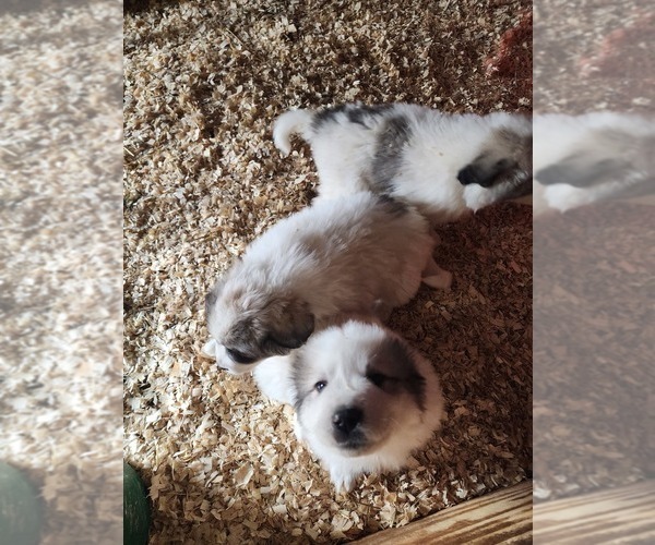 Medium Photo #2 Great Pyrenees Puppy For Sale in LITCHFIELD, OH, USA