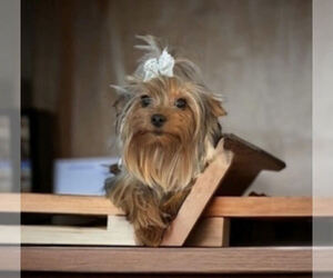 Yorkshire Terrier Puppy for sale in PGH, PA, USA
