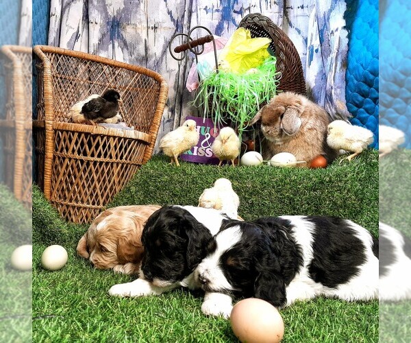 Medium Photo #6 Poodle (Miniature)-Saint Berdoodle Mix Puppy For Sale in MILLVILLE, MN, USA