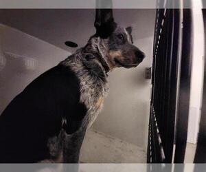 Catahoula Leopard Dog-Unknown Mix Dogs for adoption in Houston, TX, USA