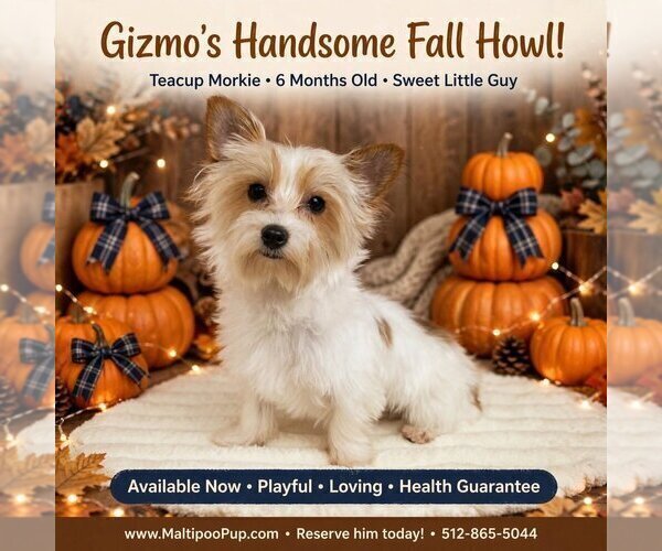 Medium Photo #1 Morkie Puppy For Sale in TAYLOR, TX, USA