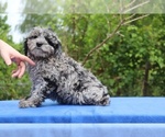 Small #17 Poodle (Toy)