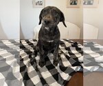 Small Photo #10 Labrador Retriever-Mountain Cur Mix Puppy For Sale in Columbus, IN, USA