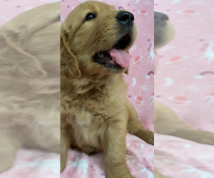 Golden Retriever Puppy for sale in SANTA ANA, CA, USA