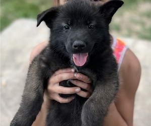 Malinois Puppy for sale in MCHENRY, IL, USA