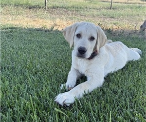 Labrador Retriever Puppy for Sale in WILLOWS, California USA