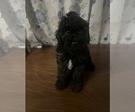 Small #12 Cockapoo