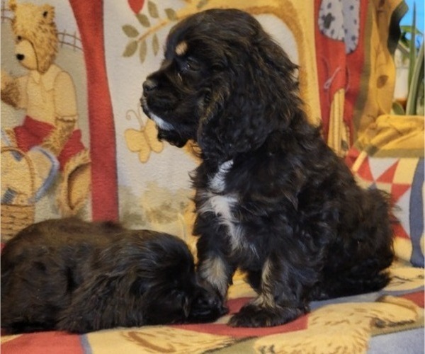 Medium Photo #12 Cocker Spaniel Puppy For Sale in WITHEE, WI, USA