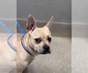French Bulldog-Unknown Mix Dogs for adoption in Las Vegas, NV, USA