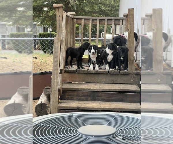 Medium Photo #1 German Shorthaired Pointer-Unknown Mix Puppy For Sale in POST FALLS, ID, USA