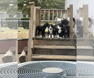 German Shorthaired Pointer-Unknown Mix Dogs for adoption in POST FALLS, ID, USA