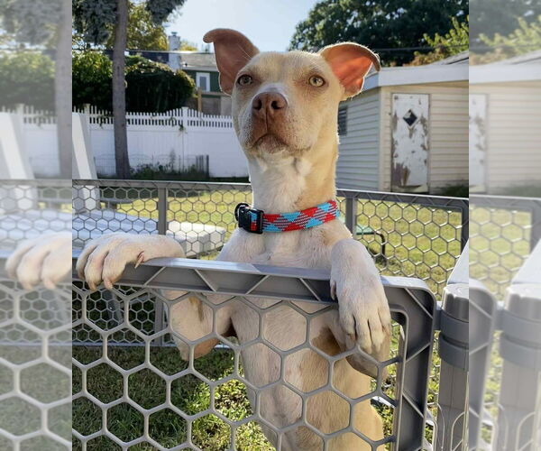 Medium Photo #37 Mutt Puppy For Sale in New York, NY, USA