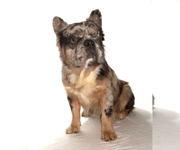 Medium Photo #3 French Bulldog-Unknown Mix Puppy For Sale in Oakland Park, FL, USA