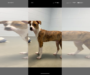 Boxador Dogs for adoption in garner, NC, USA