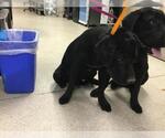 BLUE - Male Labrador Retriever Dog for Adoption - Small photo