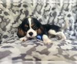 Small #8 Cavalier King Charles Spaniel