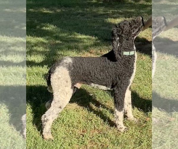 Medium Photo #1 Bernedoodle Puppy For Sale in BUTTE CITY, CA, USA