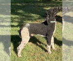 Small Photo #1 Bernedoodle Puppy For Sale in BUTTE CITY, CA, USA