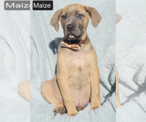 Medium Photo #3 Cane Corso Puppy For Sale in MINERAL WELLS, WV, USA