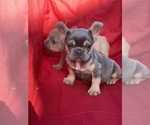 Small Photo #3 English Bulldog Puppy For Sale in MIRA LOMA, CA, USA
