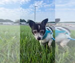 Small #1 Chihuahua Mix