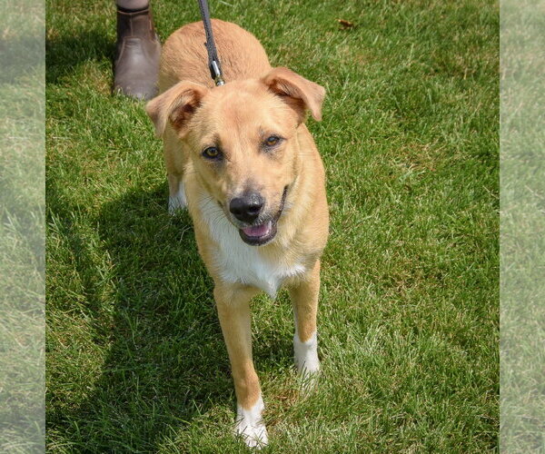 Medium Photo #5 Collie-Unknown Mix Puppy For Sale in Huntley, IL, USA