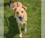 Small #4 Collie Mix