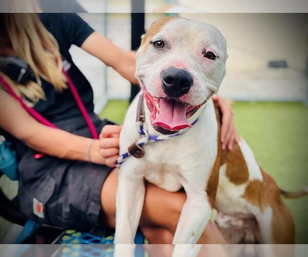 Medium Photo #1 American Pit Bull Terrier Puppy For Sale in Orlando, FL, USA