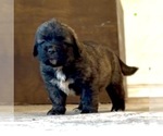 Small Photo #3 Mastiff-Pyrenean Mastiff Mix Puppy For Sale in RHOME, TX, USA