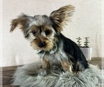 Small #6 Yorkshire Terrier