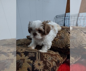 Shih Tzu Puppy for sale in PRINCETON, IN, USA