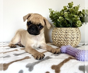 Pug Puppy for sale in INDIANAPOLIS, IN, USA