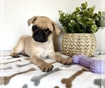 Small Pug