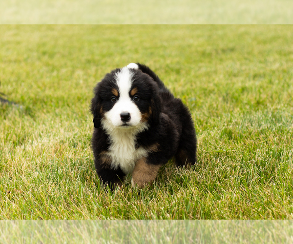 Medium Photo #8 Bernese Mountain Dog Puppy For Sale in SHIPSHEWANA, IN, USA
