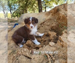Australian Shepherd Puppy for sale in CLARKSVILLE, TX, USA