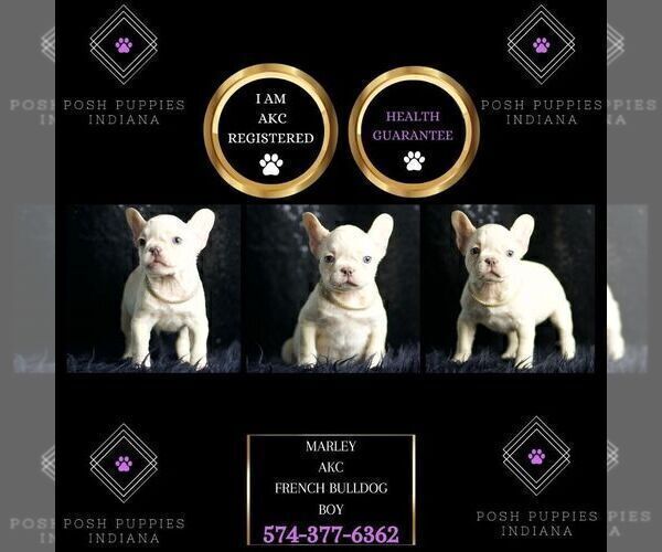 Medium Photo #20 French Bulldog Puppy For Sale in WARSAW, IN, USA